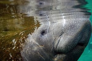 Manatee up close. I love the reflection. Canon DSLR Rebel... by Blair Hughes 